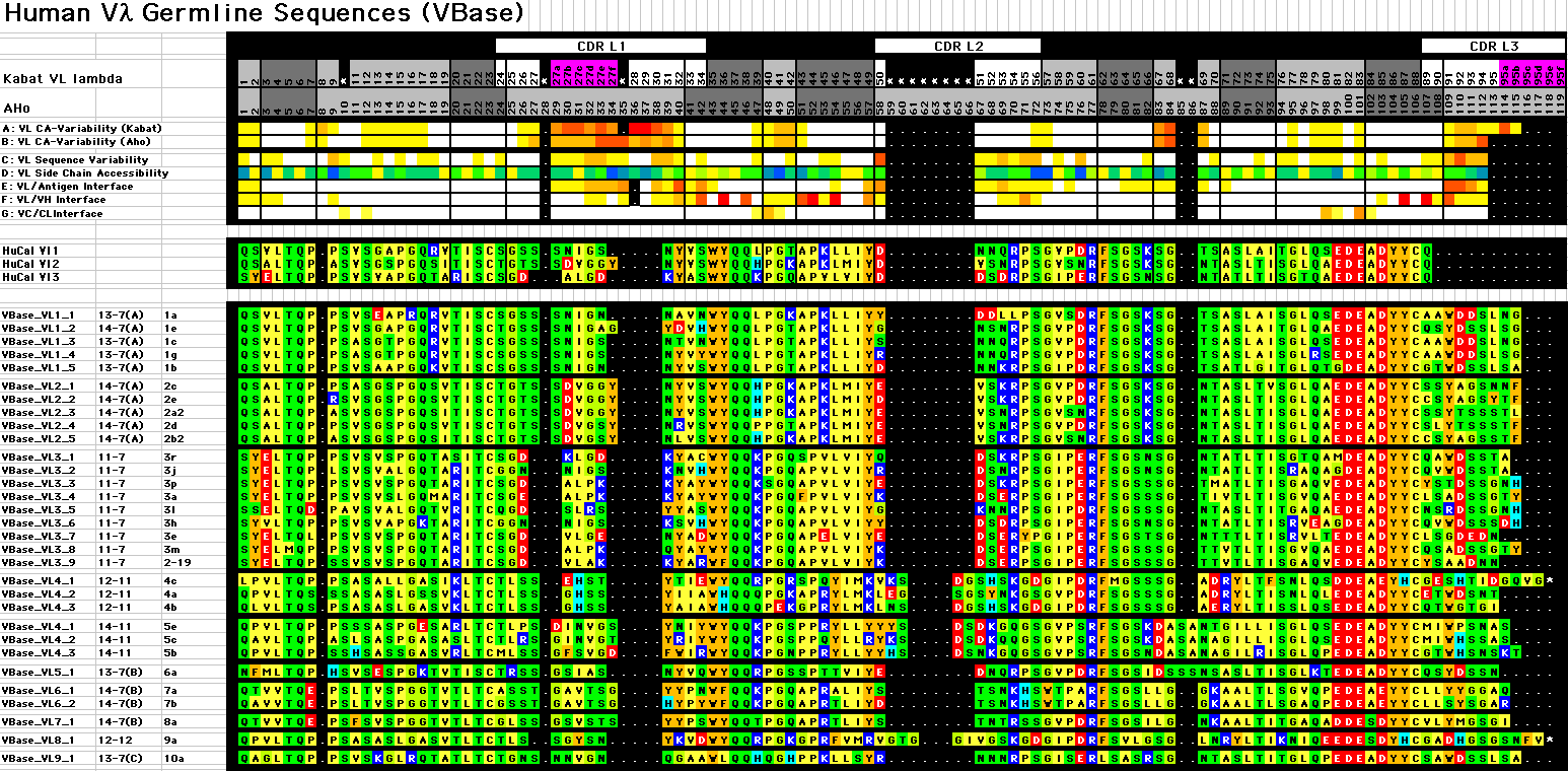 Human Vlambda Germline Sequences (VBase)