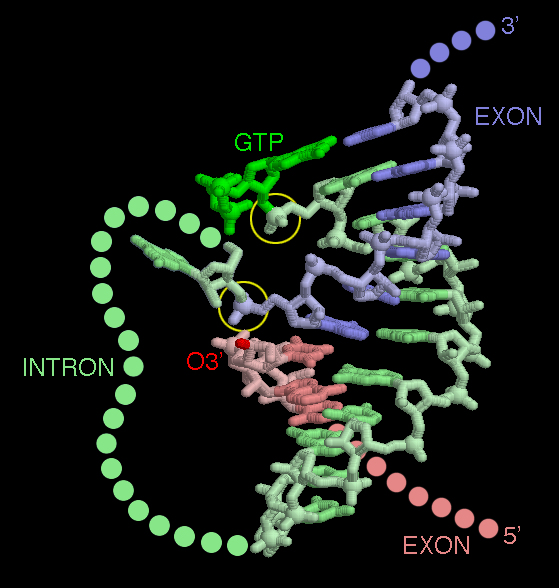 Virtuelle (Nano) Welten PDB Molecule of the Month 65: Self-Splicing RNA