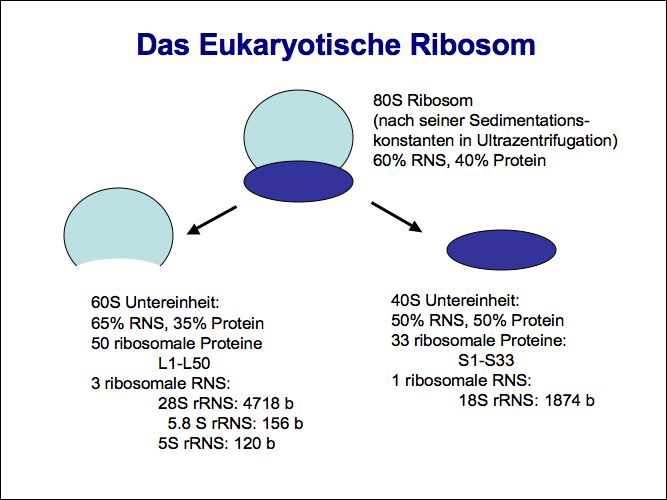 slide19.jpg