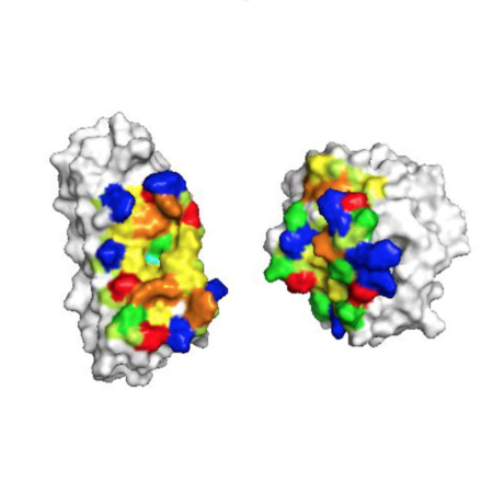 small engineered protein scaffold inhibitor therapeutics
